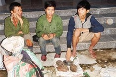 US willing to help Vietnam combat wildlife trafficking