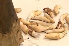 Smuggling of wild animals, plants must be strictly dealt with: Deputy PM