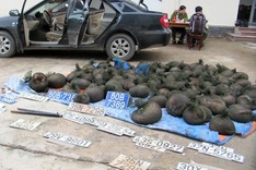 Police busts pangolin smuggler