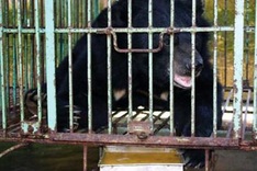 More bear protection activities