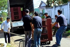 Four captive bears rescued in Gia Lai