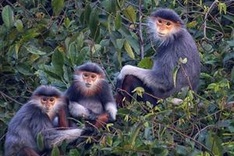 Rare douc population found in Huế