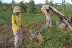 Forests of Central Highlands disappear due to inefficient management