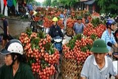 Irradiation costs make lychee exports difficult