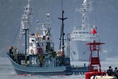 Whale huddle braces for clash over Japanese hunting