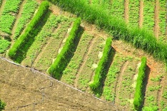 Deep-rooted grass key in countering climate change