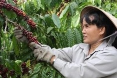 JICA plans increasing ODA for Vietnam’s agriculture