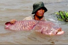 Rare species of fish bred artificially