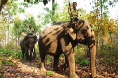 Elephants at risk in Dak Lak