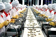 Vietnam's shrimping industry threatened by Bloomberg article
