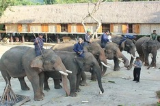 Central Highlands elephants on the verge of extinction