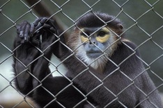 More threats to rare monkeys