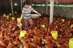 Vietnam faces high risk of A/H5N8 bird flu