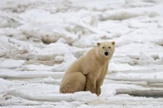 Polar bears older than previously thought: study