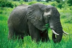 Quang Nam: over 5.6 mln USD for elephant conservation project