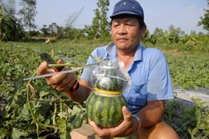 Mekong Delta’s farmers prepare unique fruits for Tet