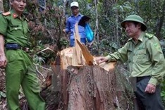 PM requests investigation into pomu forest destruction in Quang Nam