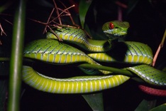 New species discovered in Vietnam