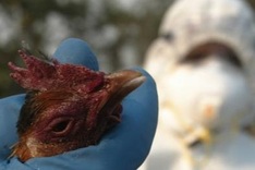 Mutant bird flu 'less lethal', says paper's author