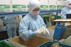 Graduates fall into Japanese labour export trap