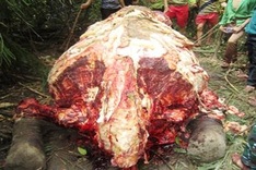 Dead elephant found in Quang Binh Province