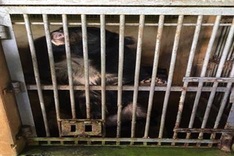Captive bears sent to rescue centre