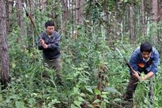 Payments for ecosystem services tally VND2,850 billion