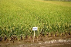 Delta farmers switch to drought-resistant crops