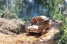 Binh Phuoc suspends six forest projects