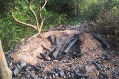 Primeval forest destroyed for charcoal