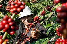 Coffee exports reach 1.56 million tonnes in 11 months