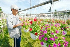 Mekong Delta flower business blooms