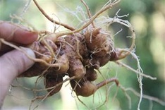 Ginseng festival to be held in Quang Nam
