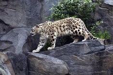 Out of Asia: earliest big cat found in Tibet