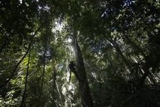 21,000 species at risk of extinction