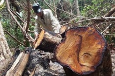 ASEAN heritage in Central Highlands devastated