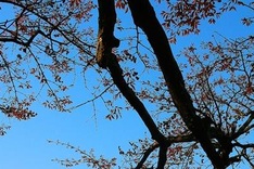 Art photo contest on Hanoi launched