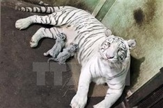 WWF urges closure of all tiger farms in Asia
