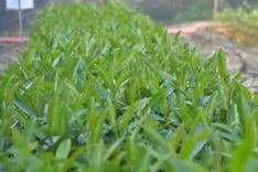 Thua Thien Hue aided in climate change mitigation initiative