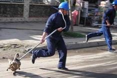 Dog registration to be made mandatory