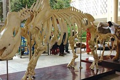 National nature museum for Hanoi