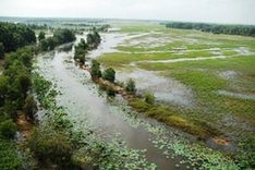 Dong Thap moves to preserve Tram Chim Park