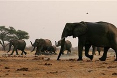 26 more elephants poisoned in Zimbabwe: Official
