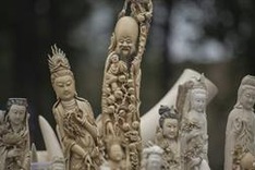 China seizes 156 mammoth tusks in huge ivory haul