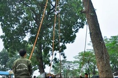 Public skeptical about plan to axe 6,700 trees in Hanoi