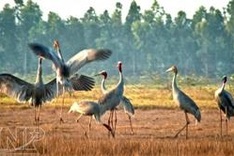 Bird sanctuary in Mekong Delta recognised as national heritage site