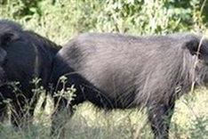 Rare wildife seen in Ca Mau forest