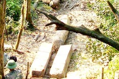 Ha Tinh Province investigates illegal deforestation