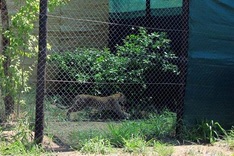 Malawi reserve resurrected by 'Noah's Ark' project