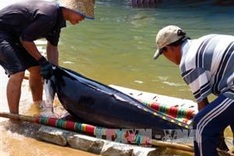 Fishermen learn to protect dolphins
